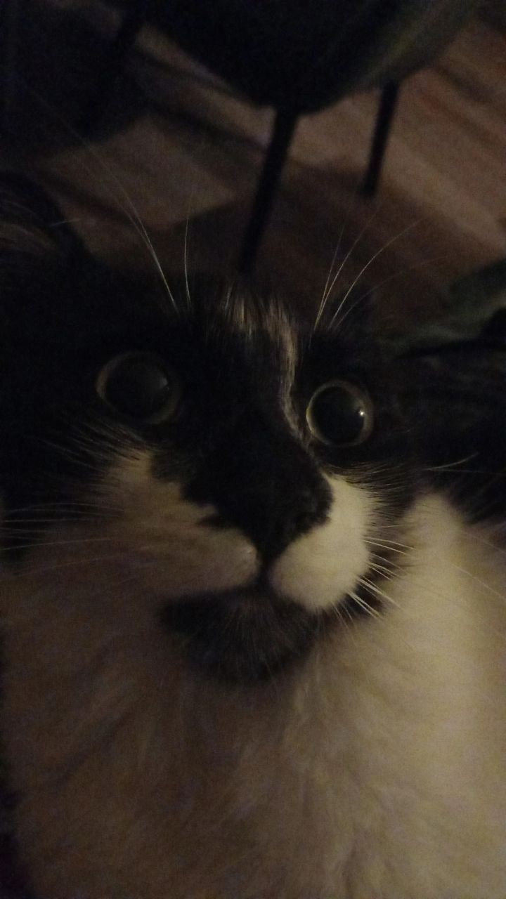 СРОЧНО котарак търси дом!