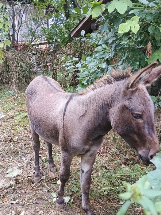 Magar tanar talie mijlocie
