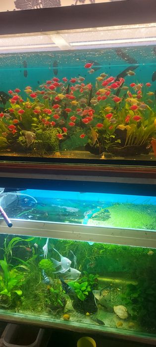 Растения. Рыбки аквариумные