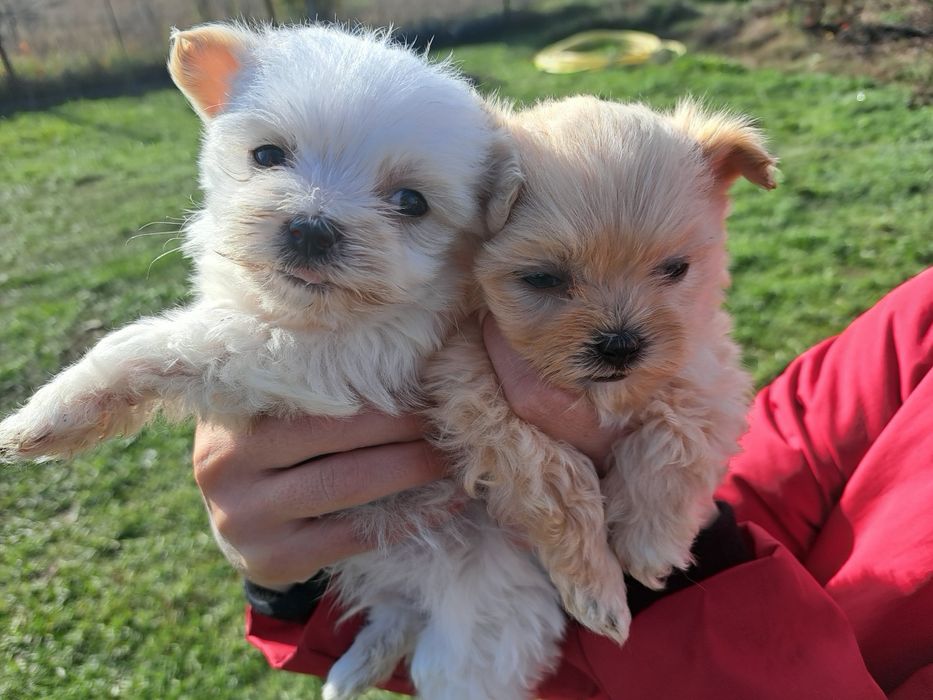 Bichon maltez miny spre adoptie