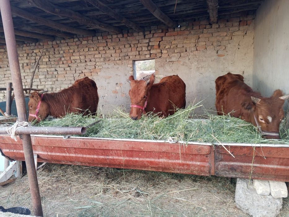 G'unojinlar sotiladi.yeb ichishi garantiya