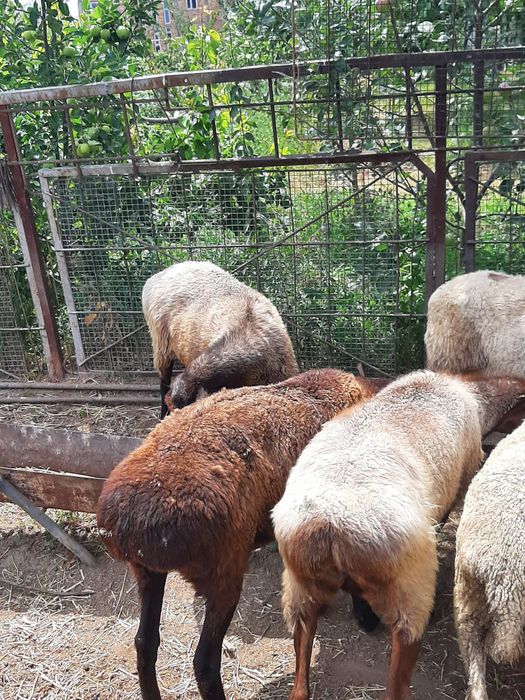 Қой сатам, Овцы продам.