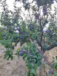 Prune pentru tuica de vanzare