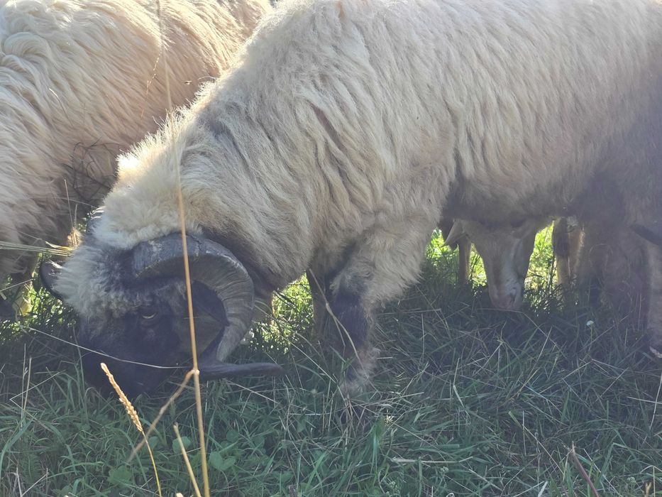 Berbec bucalau mior (2ani) de vanzare