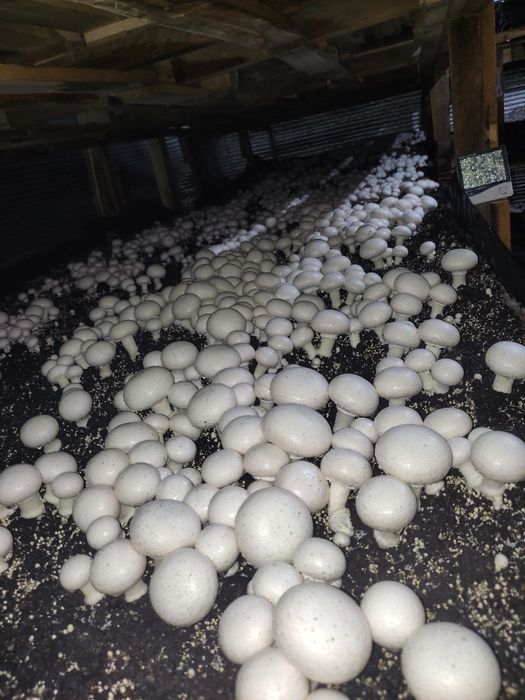 Шампиньон етштришни 0 дан ургатамиз