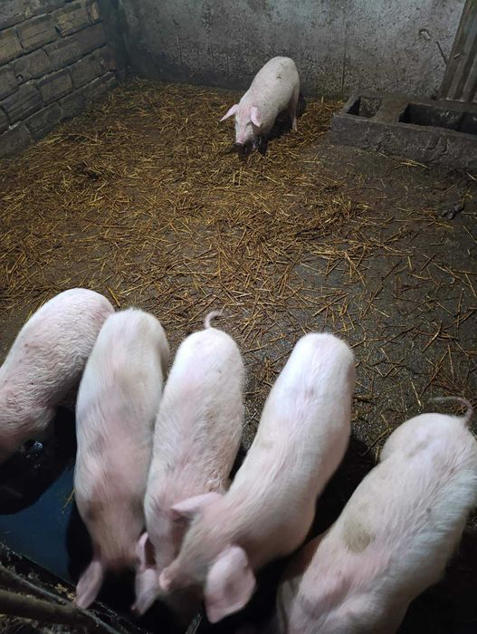 Продавам малки прасета