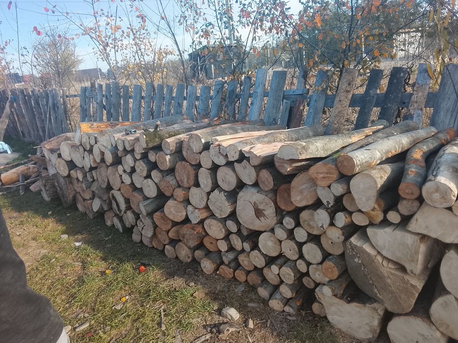 Vând lemne bune de fag transport