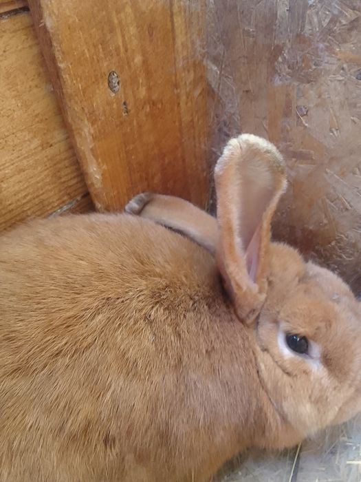 Iepuroaice mature şi iepuroi