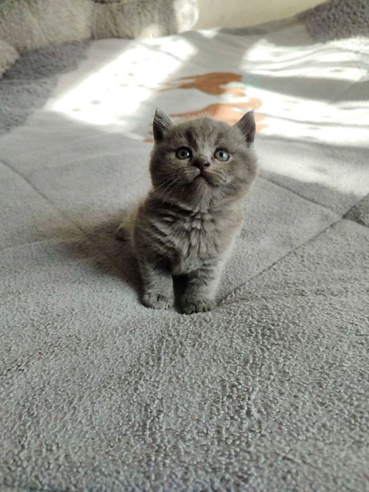 Продается котенок скоттиш страйт