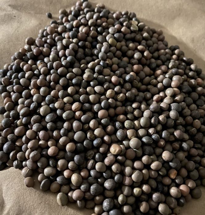 Sămânță Mazariche de toamna pt Borceag