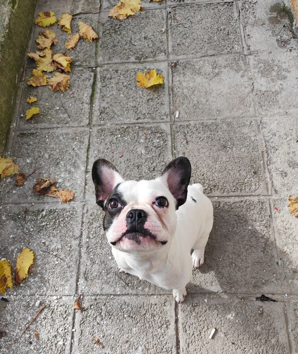 Мъжки  Френски булдог