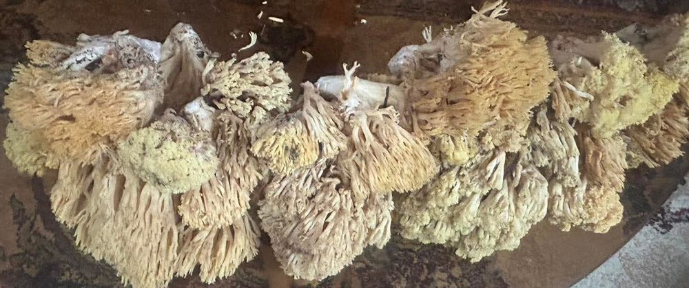 Creasta cocosului 5kg