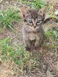 Ofer spre adoptie 3 pui de pisica