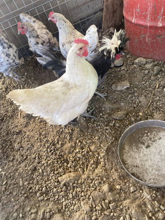 Gaina australorp alba