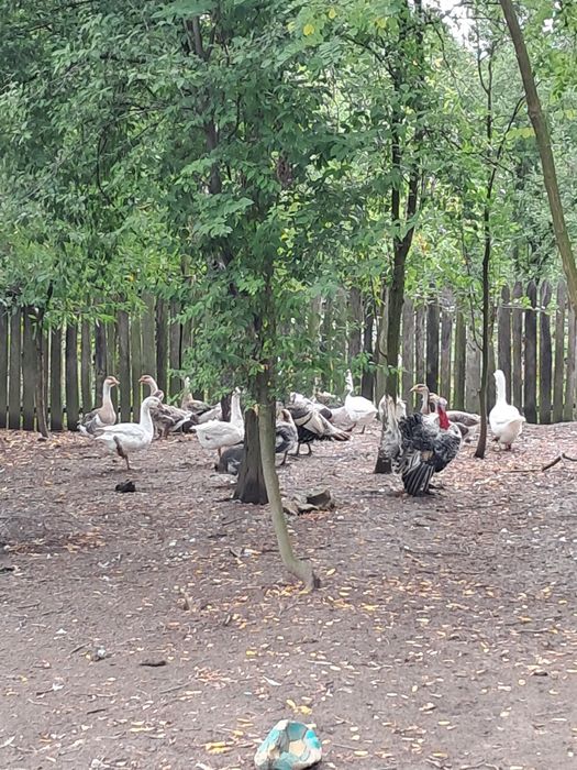 Gâște și bibilici