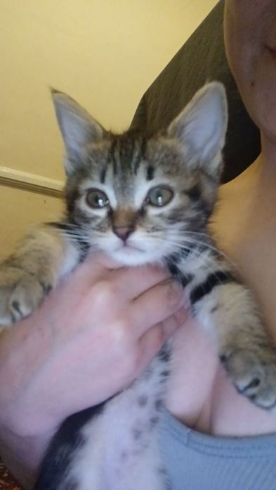 Котята  2 месяца