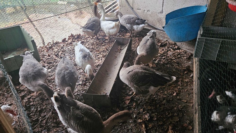 Vand gaste   4 Toullouse  3 americae si 2  albe  total  9 bucati