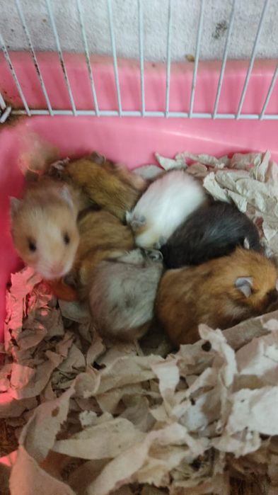 Сирийские хомяки