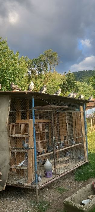 Porumbeii voiajori de calitate! Buni pentru concurs și reproducere!