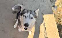 Donez Husky Siberian Femela