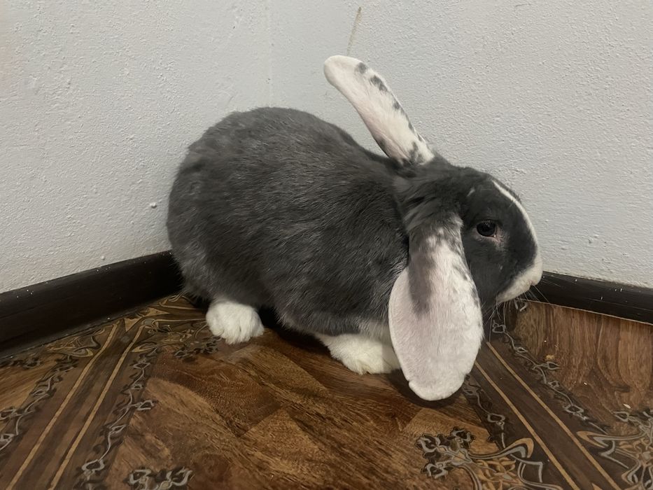 Quyon erkak, Кролик самец