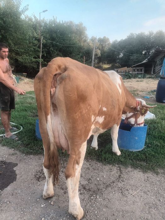 Vand urgent 4 vaci Baltata Romaneasca