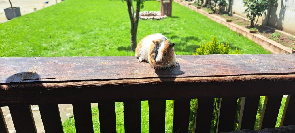 Porcușori de guineea