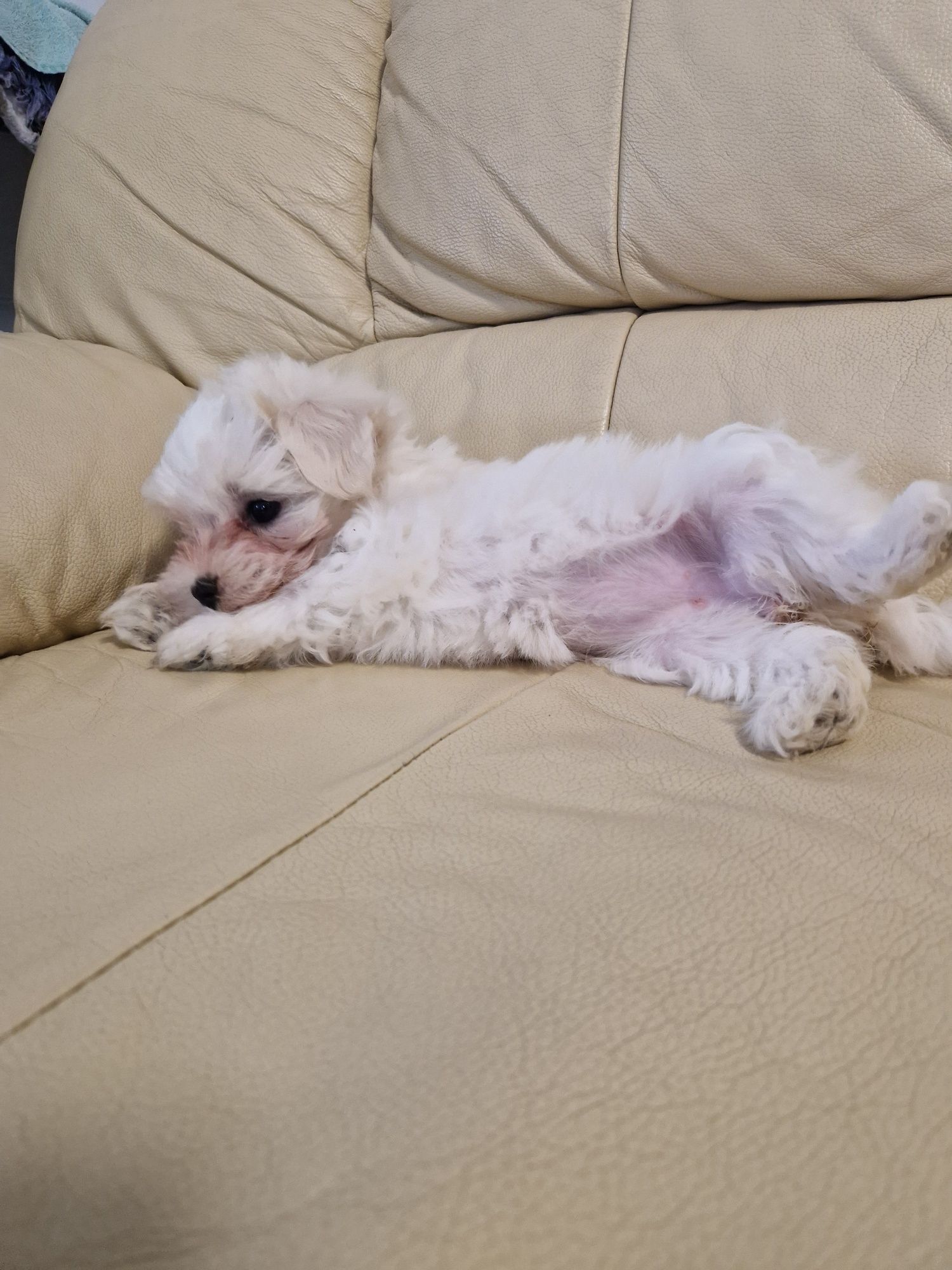 Bichon Maltez rasa pura