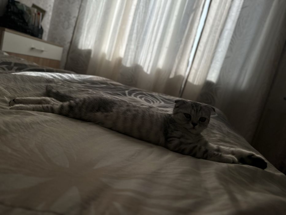 Шотландская вислоухая кошка