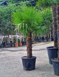 Palmieri bonsai lelandy măslin laur englezesc diferite dimensiuni