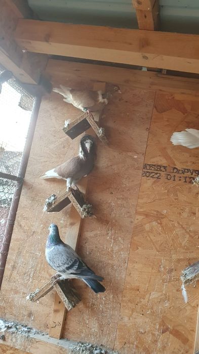 Vand porumbei de ornament si voiajori