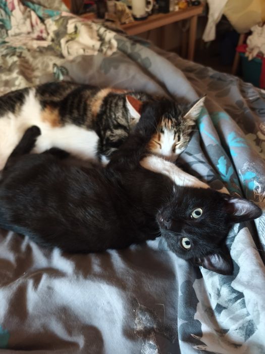 Подарявам малко мъжко котенце