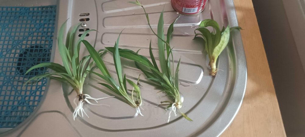 Хлорофитум детки