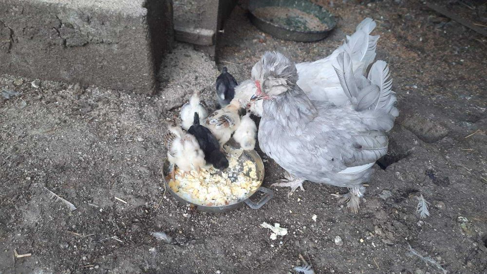 Оплодени яйца от Струмски бантам