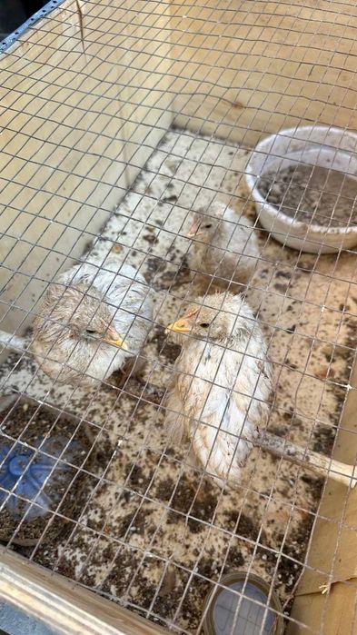 Жу́жа сотилади хашаки соглом