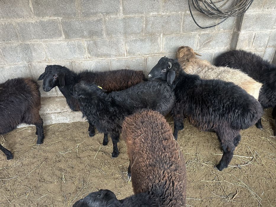 Токты кошкарлар 10 бас