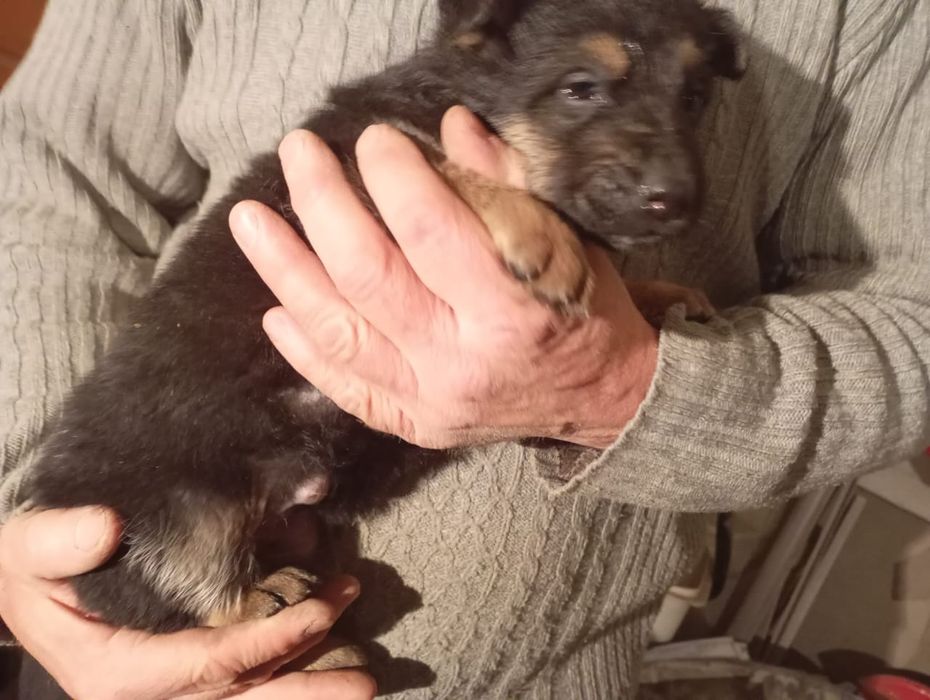 Отдам щенки дворняжки