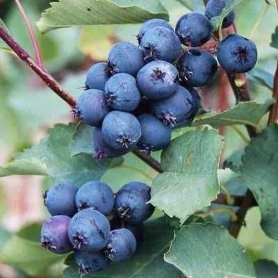 Саженцы разных сортов Ирги