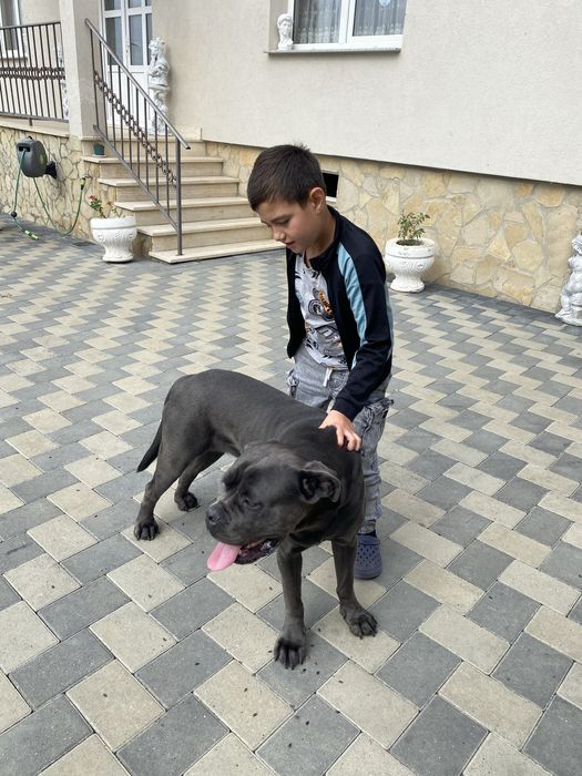 Vand femela cane corso , blue gri ,24 de luni