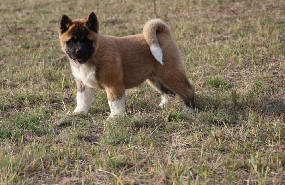 Femela akita american pedigree tip A