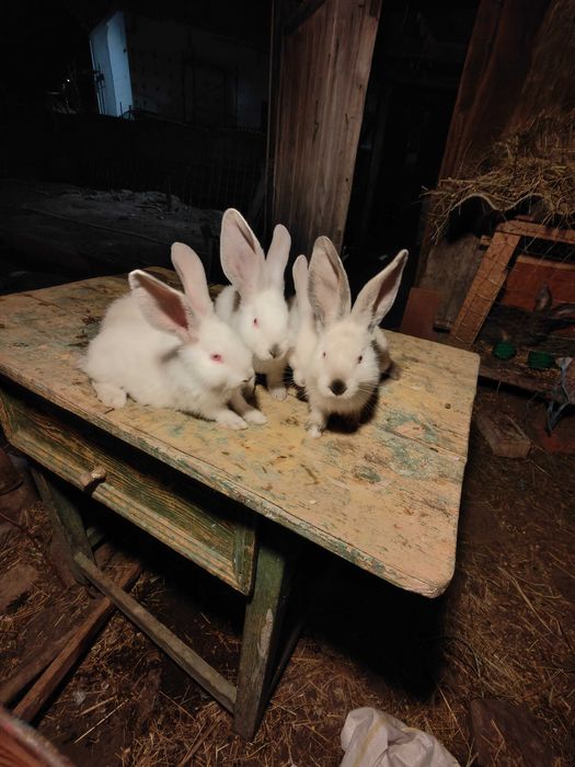 Pui uriaș de Transilvania