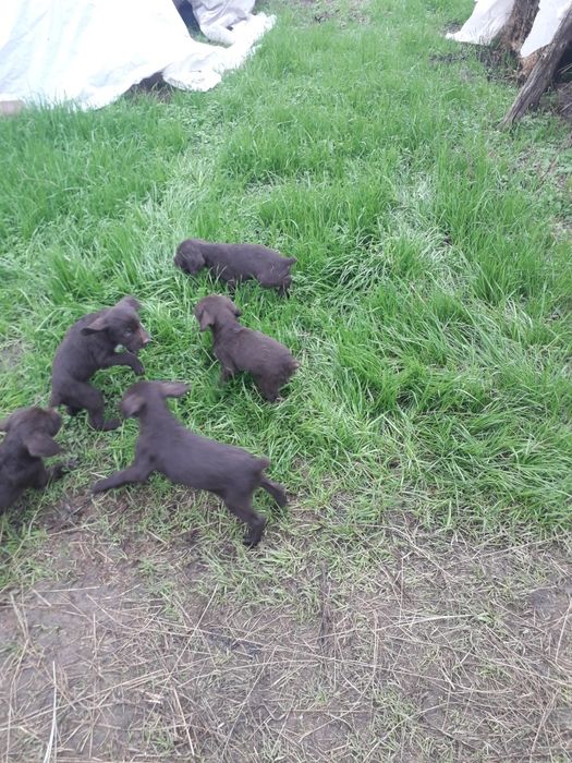 Малки Дратхаари       .