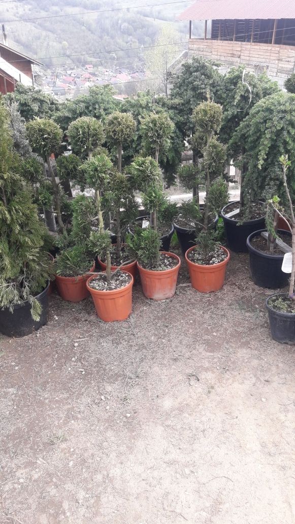 Vă oferim o gama mare de plante ornamentale la prețuri accesibile