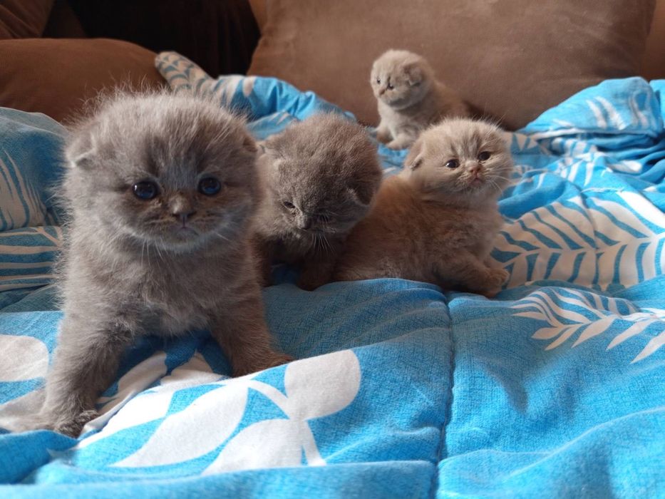 Британски котенца