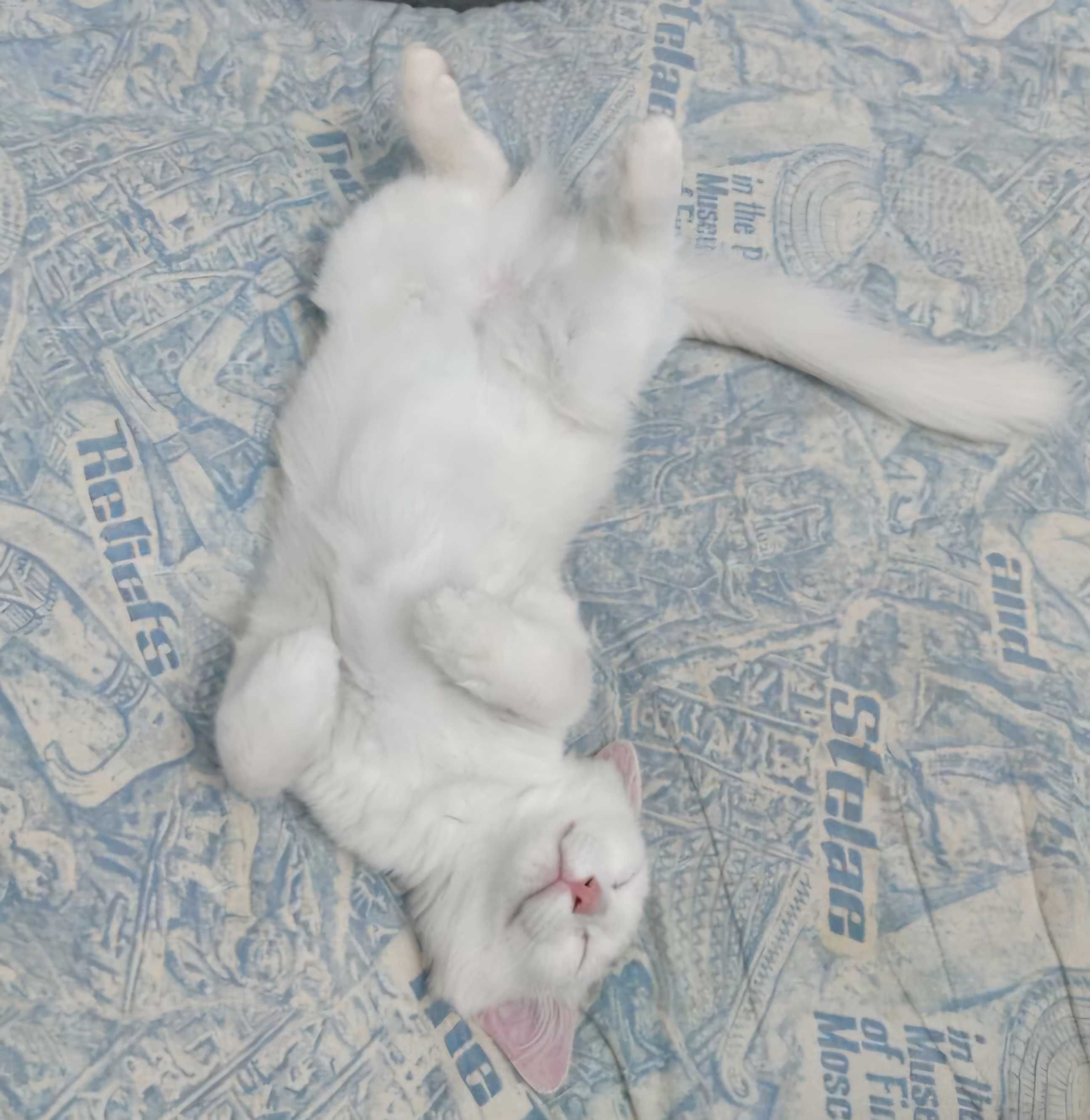 Отдаём кошку и котика в хорошие руки