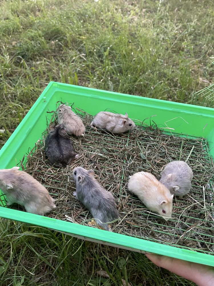 Vând pui de hamsteri