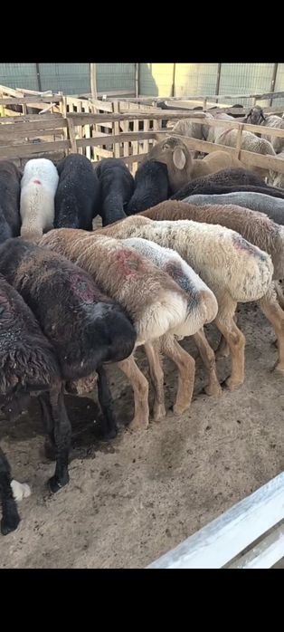 Qirgʻiziston Arashan