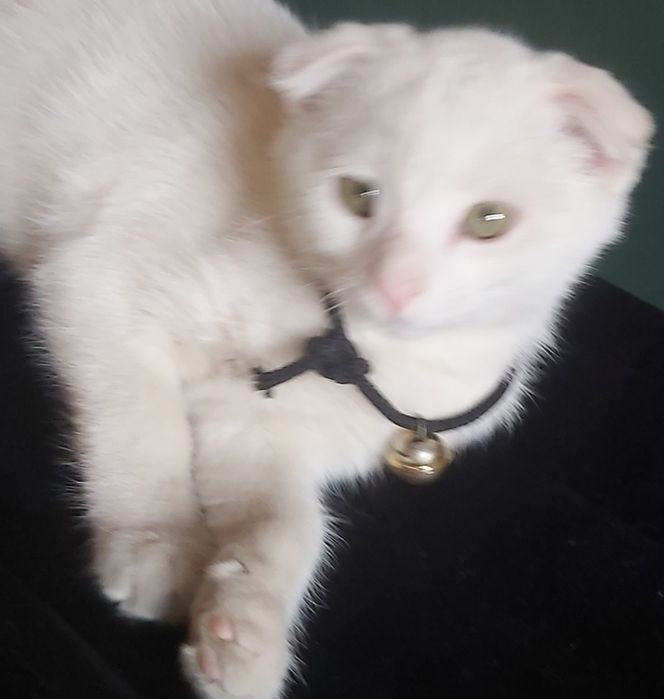 Мушук киз бола 4 ойли