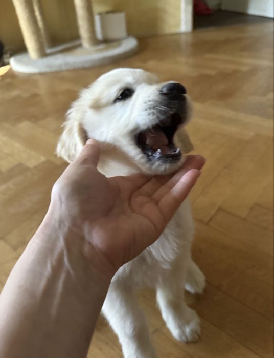 Golden Retriever 11 saptamani femela