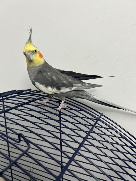 Papagali,  nimfe+ colivie